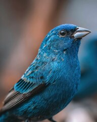 Obraz premium Indigo Bunting Close-up Portrait