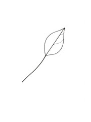 Simple hand drawn line art sketch of a single leaf on a stem