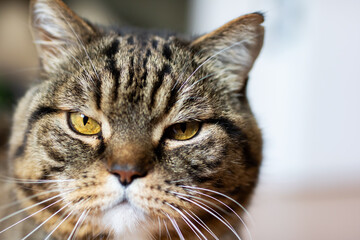 Brown Tabby Cat Close-Up Portrait with Yellow Eyes and Whiskers