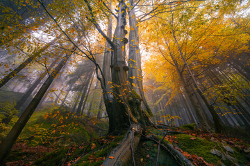 Fantasy and dark forest during a foggy morning with the best mystic atmosphere in the north of Bohemia, in Jizera mountains. View like from a fairy tale.