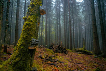Fantasy and dark forest during a foggy morning with the best mystic atmosphere in the north of Bohemia, in Jizera mountains. View like from a fairy tale.