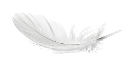Obraz premium Single White Fluffy Feather Isolated on Transparent Background