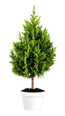 Small potted evergreen tree