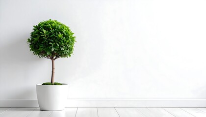 Small, round potted plant in white room
