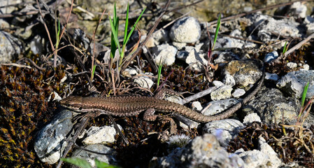 Mauereidechse - Weibchen // Common wall lizard - female (Podarcis muralis albanica) - Ohridsee, Albanien