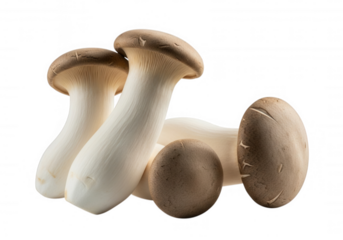 King Oyster Mushrooms Brown White image isolated on a transparent background