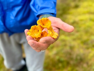 Close-up of a person holding freshly picked chanterelle mushrooms in the forest, symbolizing mushroom foraging and autumn harvest. © Kristine