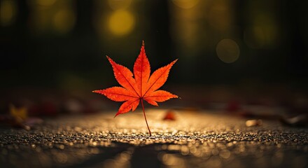 Vibrant red maple leaf glows with warm golden light on textured ground, capturing the fleeting beauty of autumn's peak in a serene, evocative close-up.