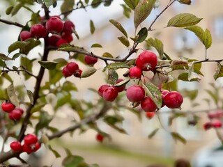 Branches of a crabapple tree with clusters of small, round red fruits and green leaves, photographed outdoors in autumn with soft background blur.