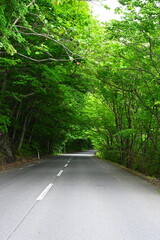 奥入瀬渓谷（青森県）