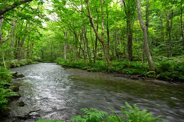 Obraz premium 奥入瀬渓谷（青森県）