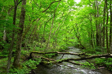 奥入瀬渓谷（青森県）