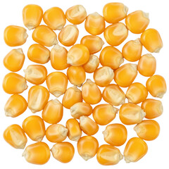 Fototapeta premium Close-up of yellow corn kernels in a neat arrangement highlighting natural texture