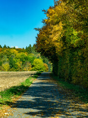 Naklejka premium Mischwald im Herbst