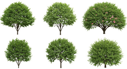 Fototapeta premium Variety of green leafy trees with different shapes and sizes isolated on white background, perfect for landscape design and nature projects