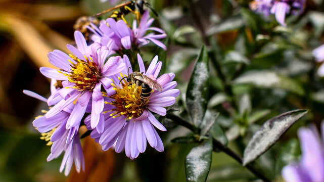 Wasps pollinate purple aster flowers in an autumn garden, close-up wildlife photo - Powered by Adobe