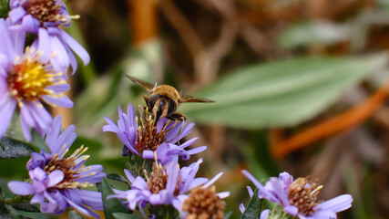 Honey bee feeding on vibrant purple aster flowers, macro nature photography of autumn pollination