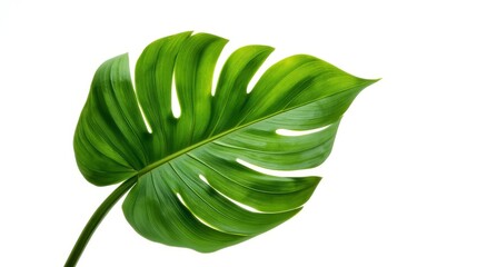 green leaf white background