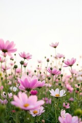 Fototapeta premium Pink Cosmos Flowers in a Serene Field at Sunset - Spring background