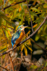 Common Kingfisher perched on a branch in the morning light
