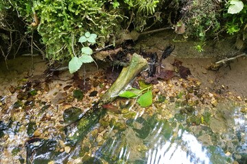 Weathered bone lies partially submerged in a clear, pebbly stream. Green moss frames the top, hinting at wilderness and natural decay. A tranquil yet stark scene
