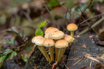 Cluster of small wild mushrooms growing in forest