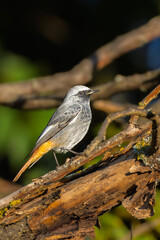 Black Redstart perched on a branch in the morning light