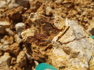 A rugged piece of flint, rich in earthy tones, fused within light-colored limestone, revealing intricate natural textures. Held by a hand, this raw geologic treasure catches sunlight