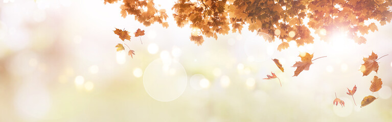 Colorful autumn leaves falling from a tree. Seasonal nature panorama with soft bokeh. Background in...