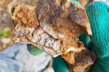 Rough mineral specimen featuring intricate botryoidal chalcedony formations on a darker chert matrix, held by a gloved hand. A geological find highlighting raw beauty