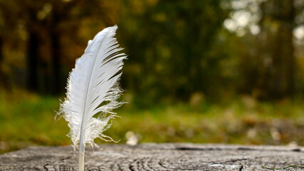 white feather in natural forest setting background with copy space