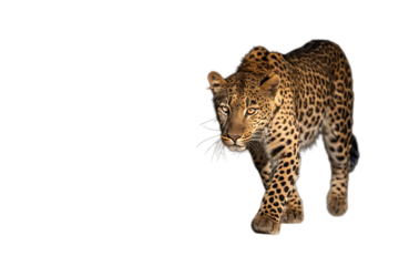 Leopard walking with spotted fur isolated on transparent background