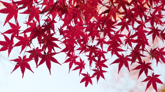 Late Autumn, the Leaves of the Japanese Maple Turn Red  |  Tokyo, Japan