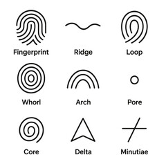 Fingerprint patterns and features: loop, whorl, arch, ridge, core, delta