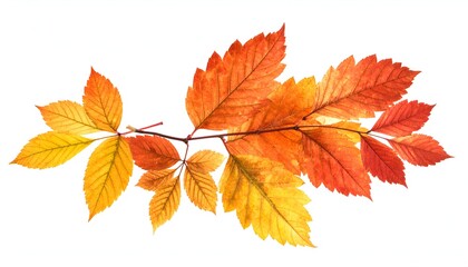 A vibrant branch of autumn leaves in shades of yellow, orange and red, isolated