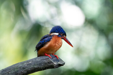 Common kingfisher (Alcedo atthis) during on branch tree for diving into water, the Common Kingfisher male, showing off its dazzling blue feathers, Close up of a  kingfisher bird