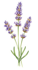 Naklejka premium Watercolor flower background watercolor illustration of three vibrant lavender flower stems with green leaves, isolated on a clean white background, ideal for aromatherapy and botanical themes