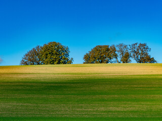 Baumgrundstück im Herbst