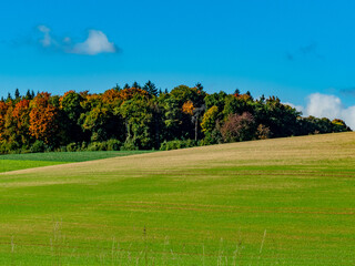 Fototapeta premium Mischwald im Herbst