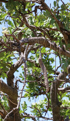 Closeup of Sausage tree fruit, Masai Mara Kenya Africa
