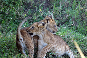 Closeup of two Lion cubs playing in the shade, Masai Mara Kenya Africa
