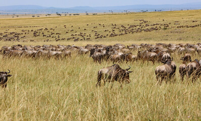 Herds of Wildebeest about to cross into the Serengeti from the Masai Mara, Kenya Africa
