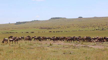 Herds of Wildebeest spread across the plain near the Tanzania border, Masai Mara Kenya Africa
