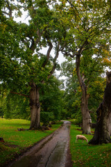 Fototapeta premium Sheep Grazing beside Wet Path under Ancient Trees in Wales