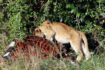 Lion cub standing on a zebra carcass, Masai Mara Kenya Africa
