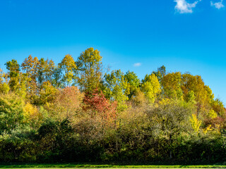 Fototapeta premium Mischwald im Herbst