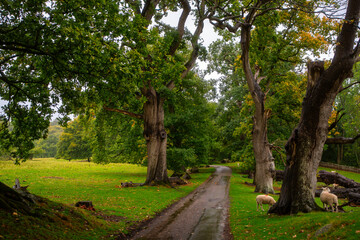 Sheep Grazing along Wet Forest Path among Ancient Trees in Wales