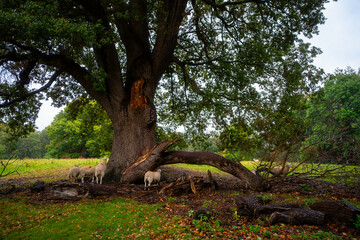 Obraz premium Sheep Gathering under Fallen Oak Tree in Welsh Countryside
