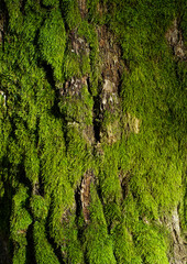 Green moss on a tree trunk, organic natural texture
