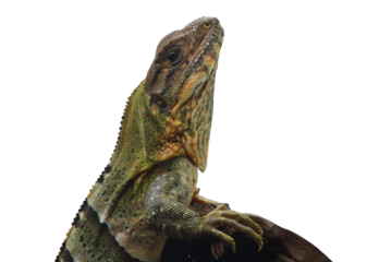 Close up photo of a Spiny tailed iguana, Spiny tailed iguana on transparent background